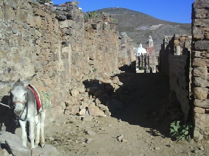 005 Real De Catorce Donkey 8th Dec 2010.jpg